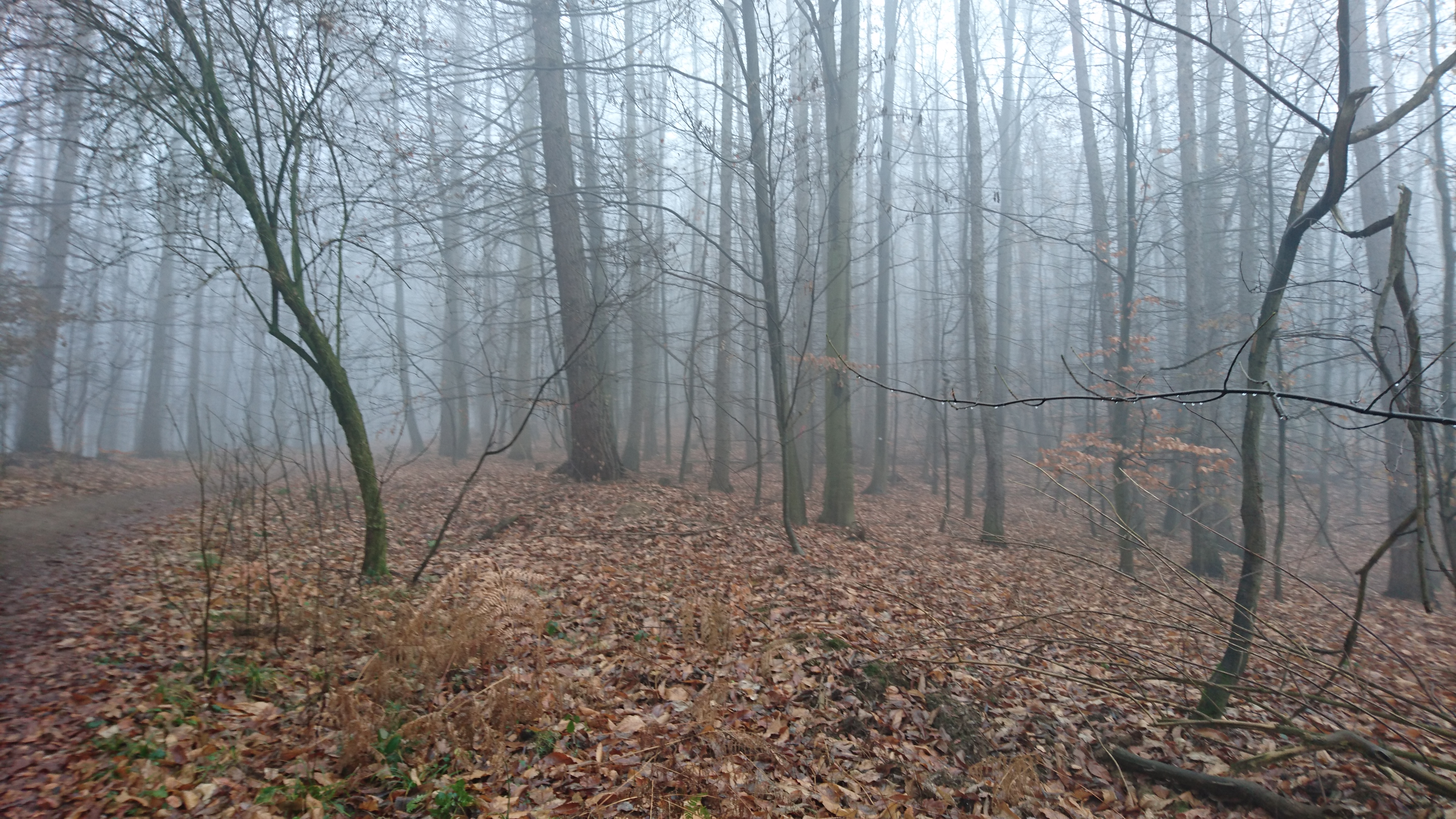Herbstwald mit laubbedecktem Boden und sanftem Nebel zwischen dunklen, kahlen Baumstämmen